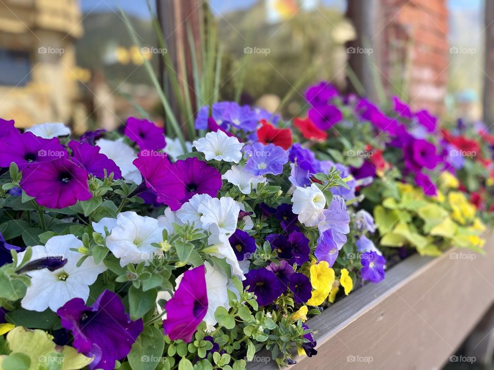 Multiple colors flowers in the flower bed 