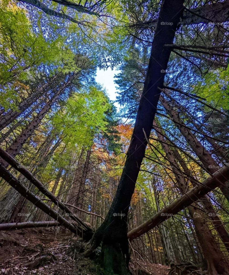 Enchanced lens exploring the magic fotest