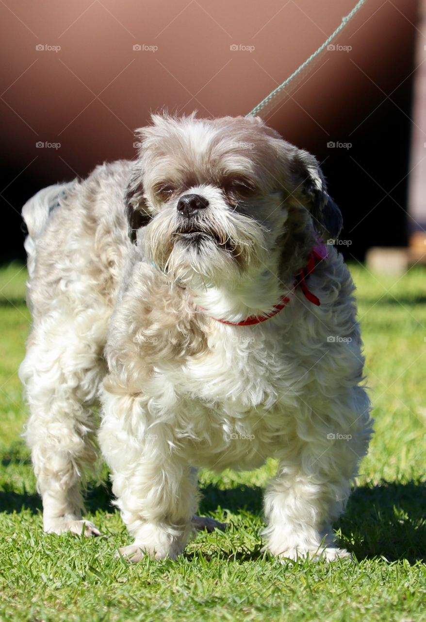 Closeup outdoor view schnauzer dog on leash beside owner ground level shot 