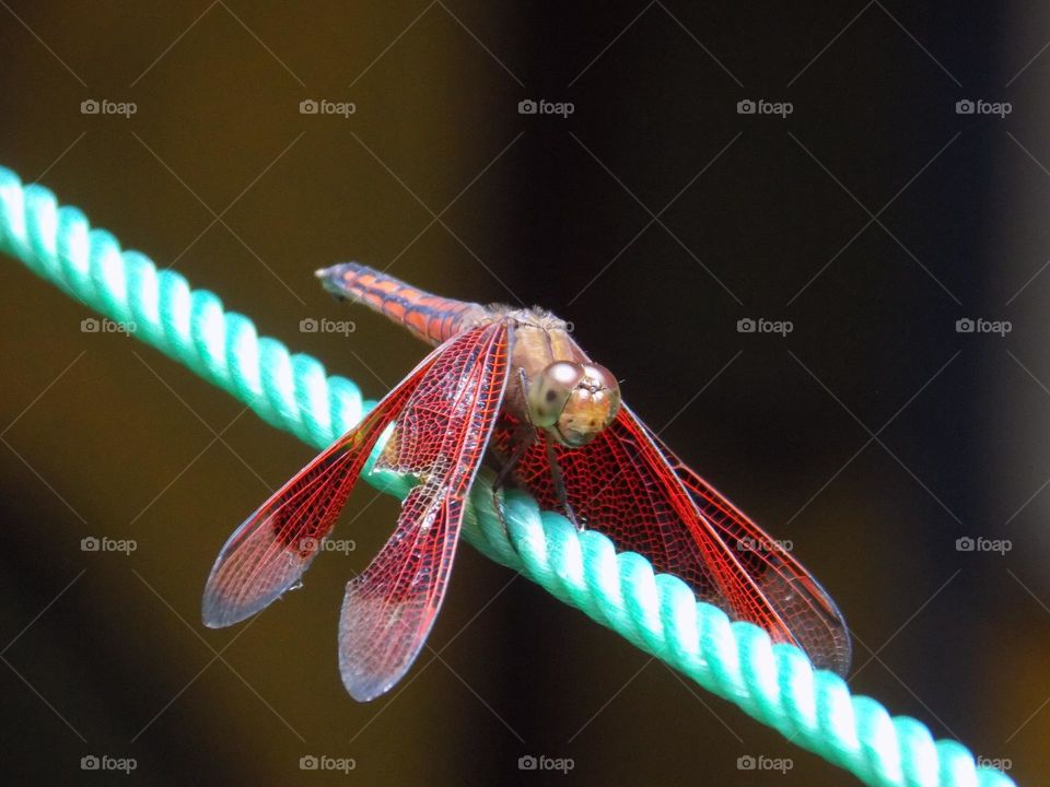 Dragonfly