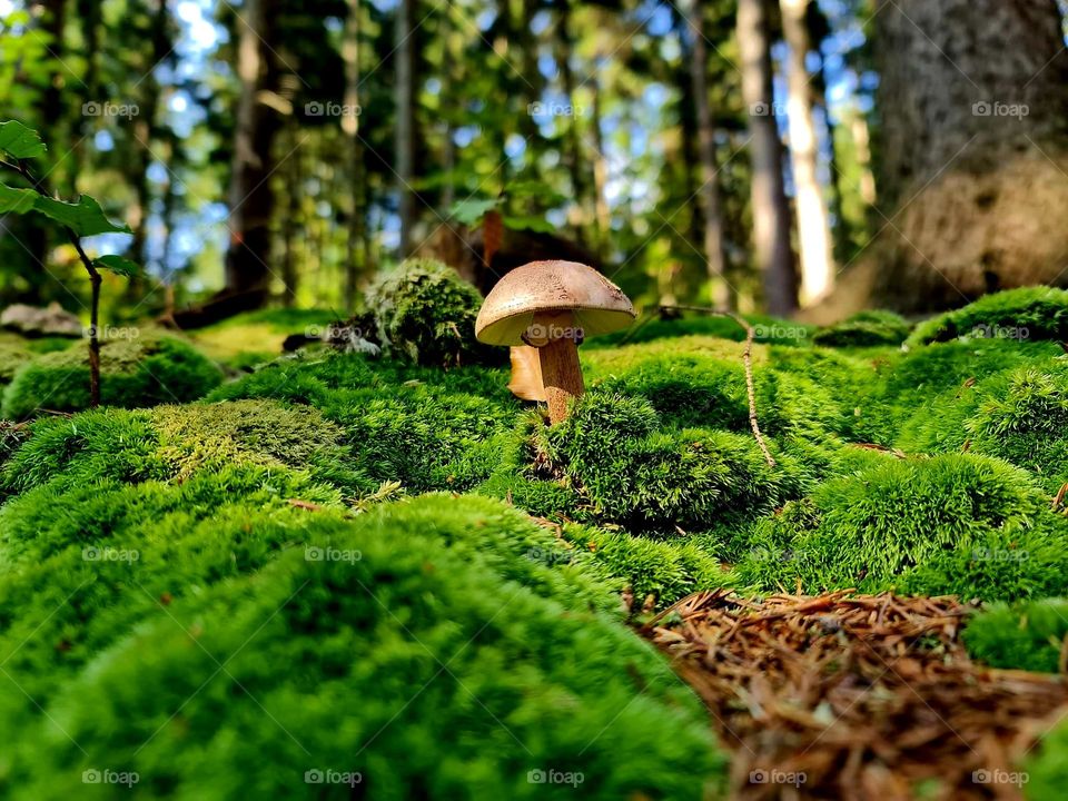 mushroom in green forest