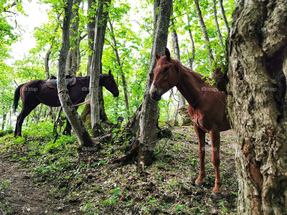 Russia view zoo animals wild outside outdoor day part details capture life forest horses