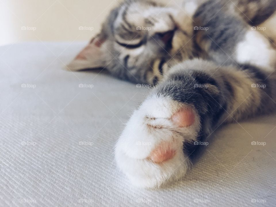 Close-up of cat sleeping