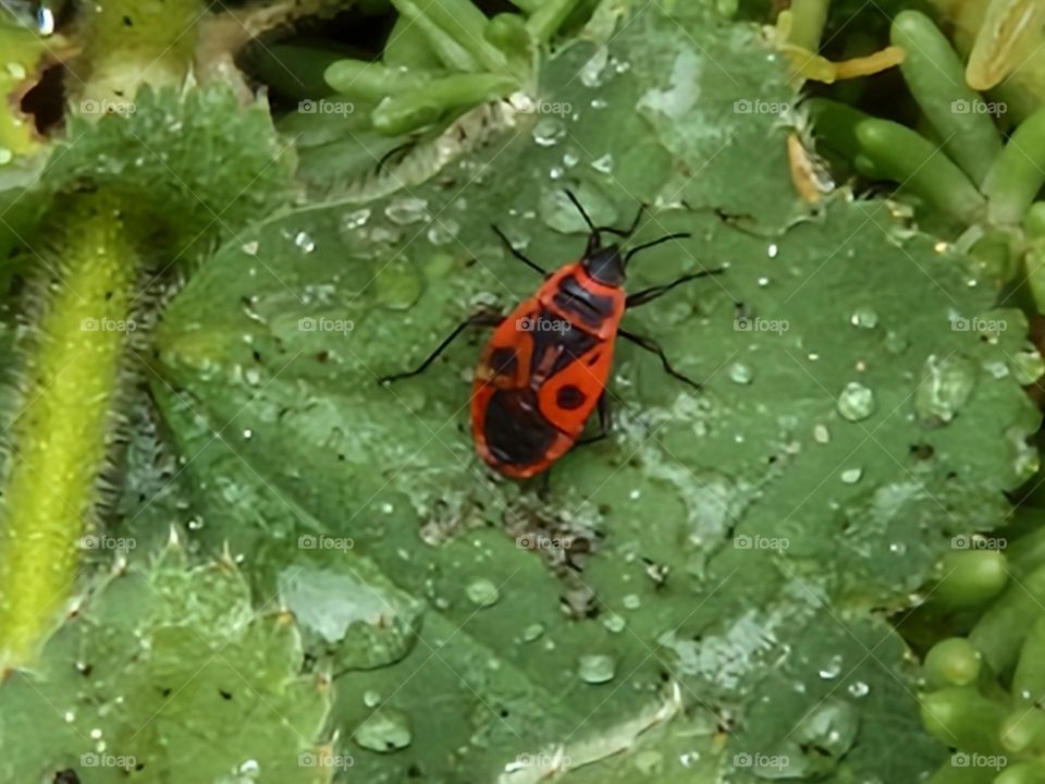 Firebug insect red with black