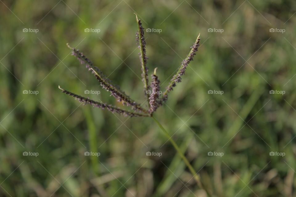 plant close-up