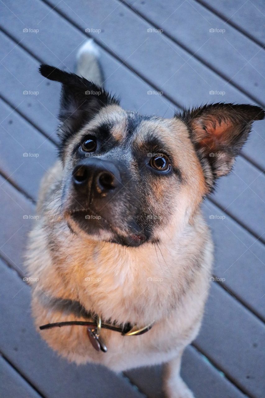 Wet German Shepherd ready to play after a nice bath