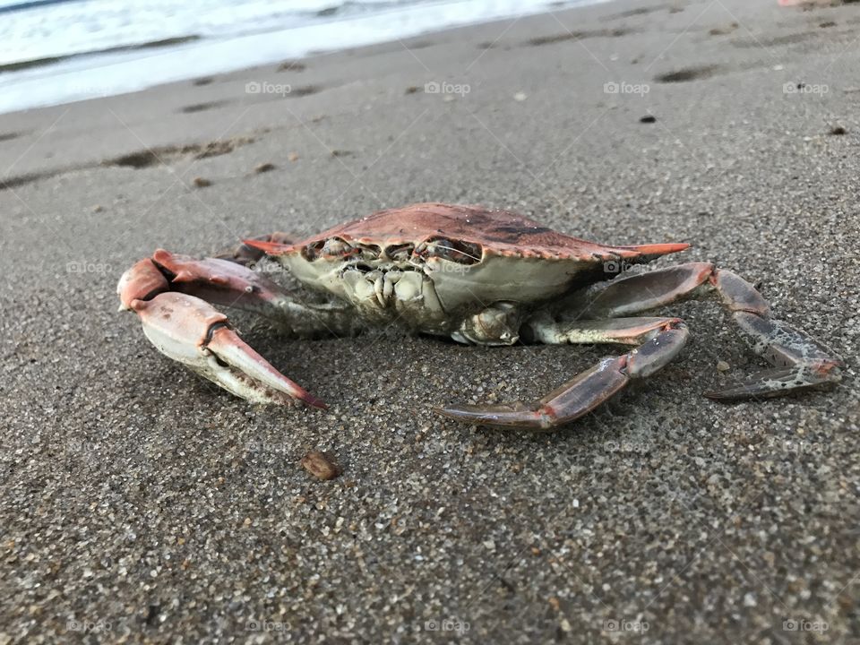 Crab