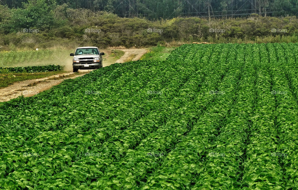 Farm truck on dirt road next to green field of crops