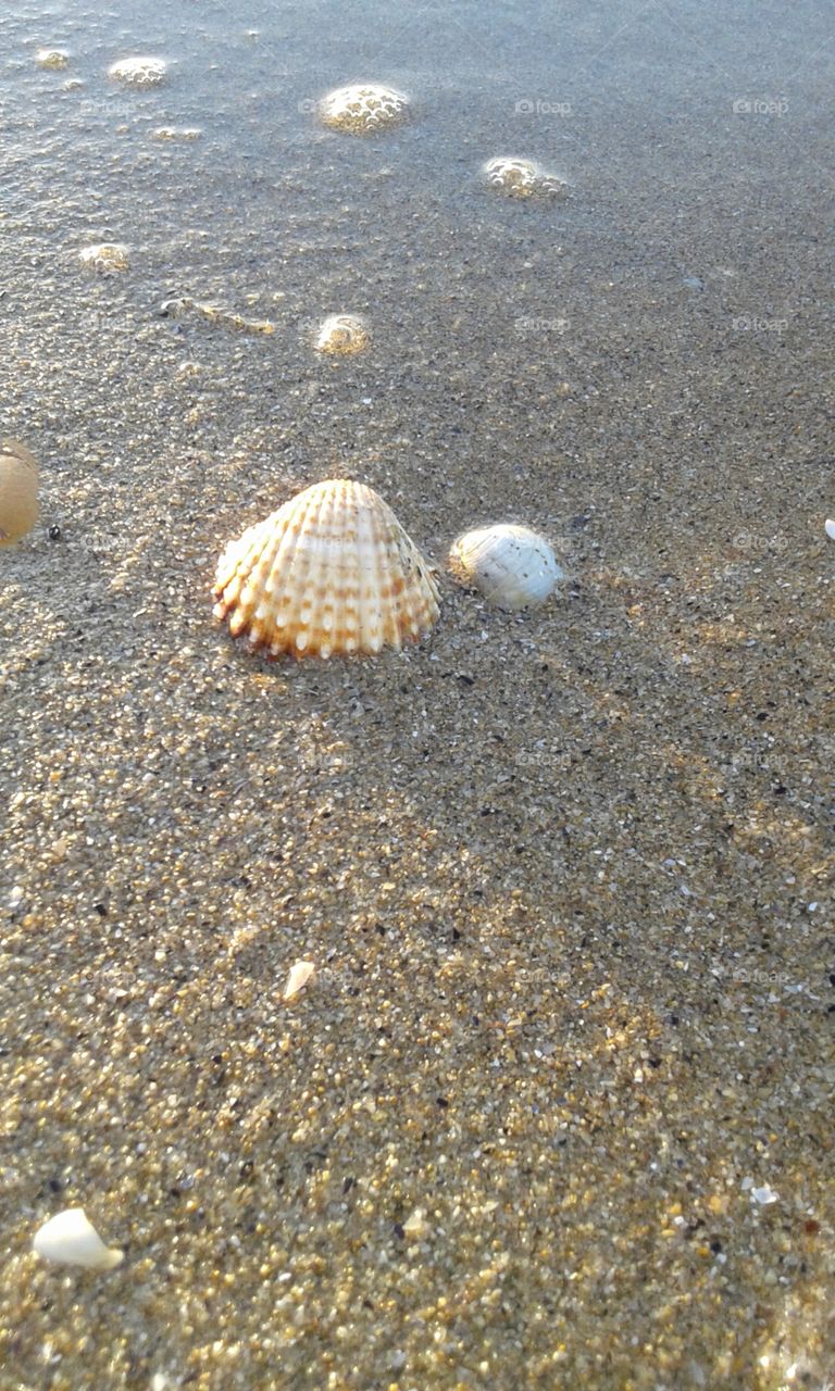 Shell