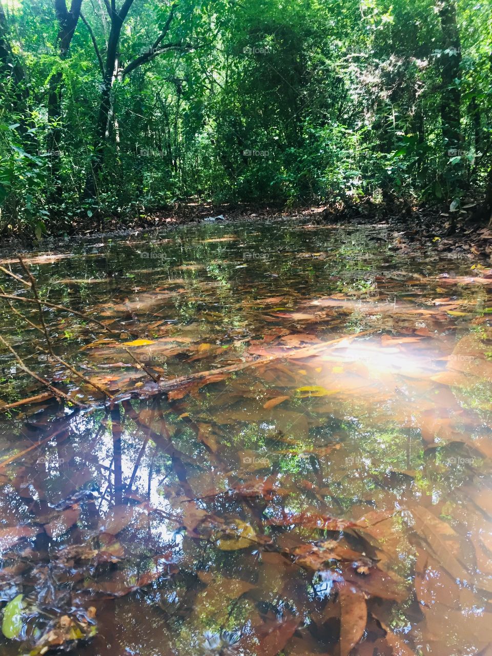 Clear water in forest Srilanka 