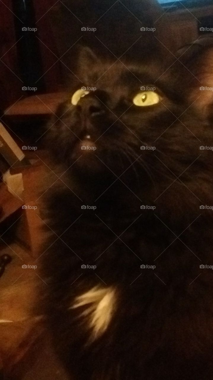 golden eyes looking up