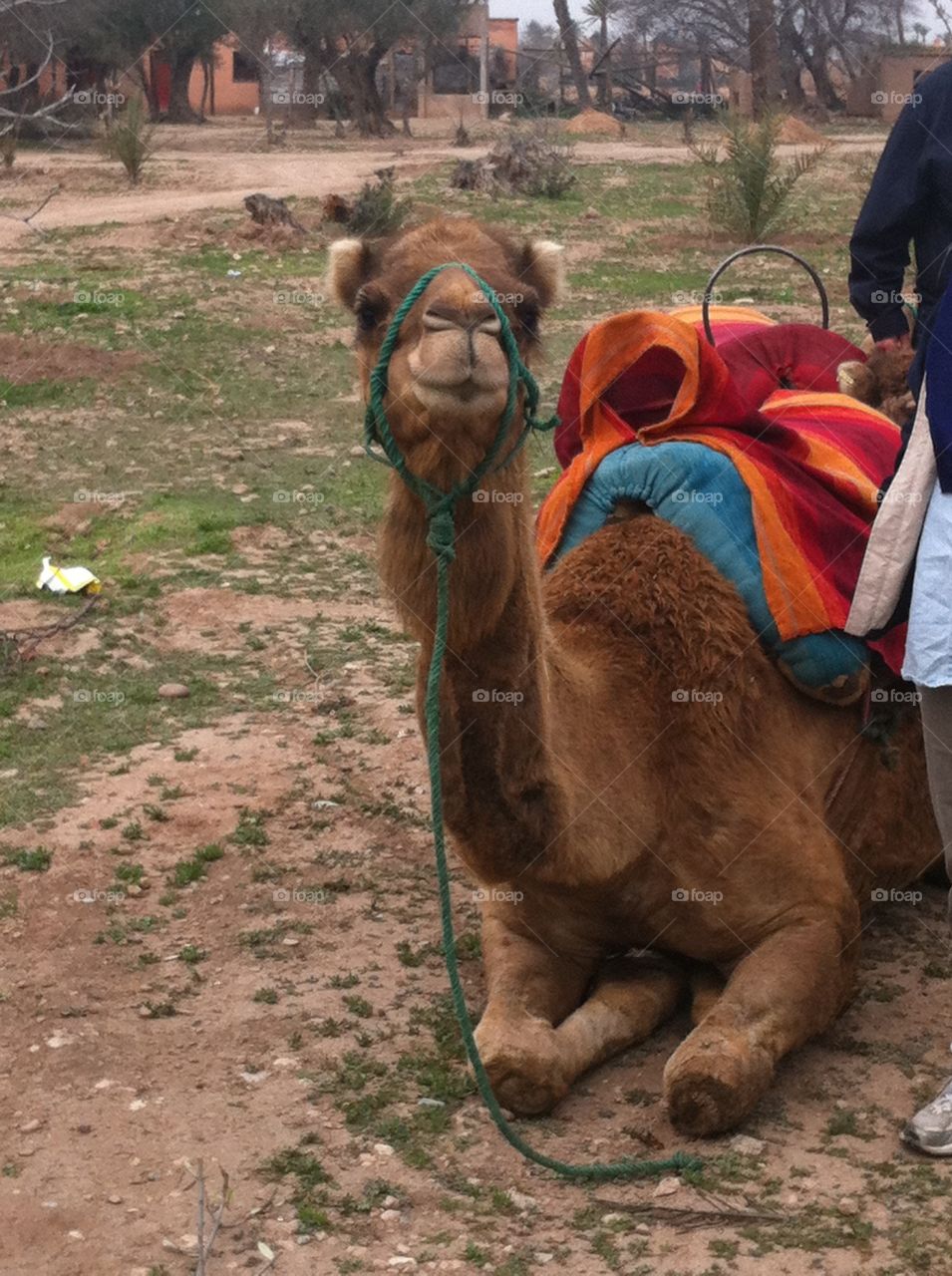 Camel ready for a caravan in Morocco 