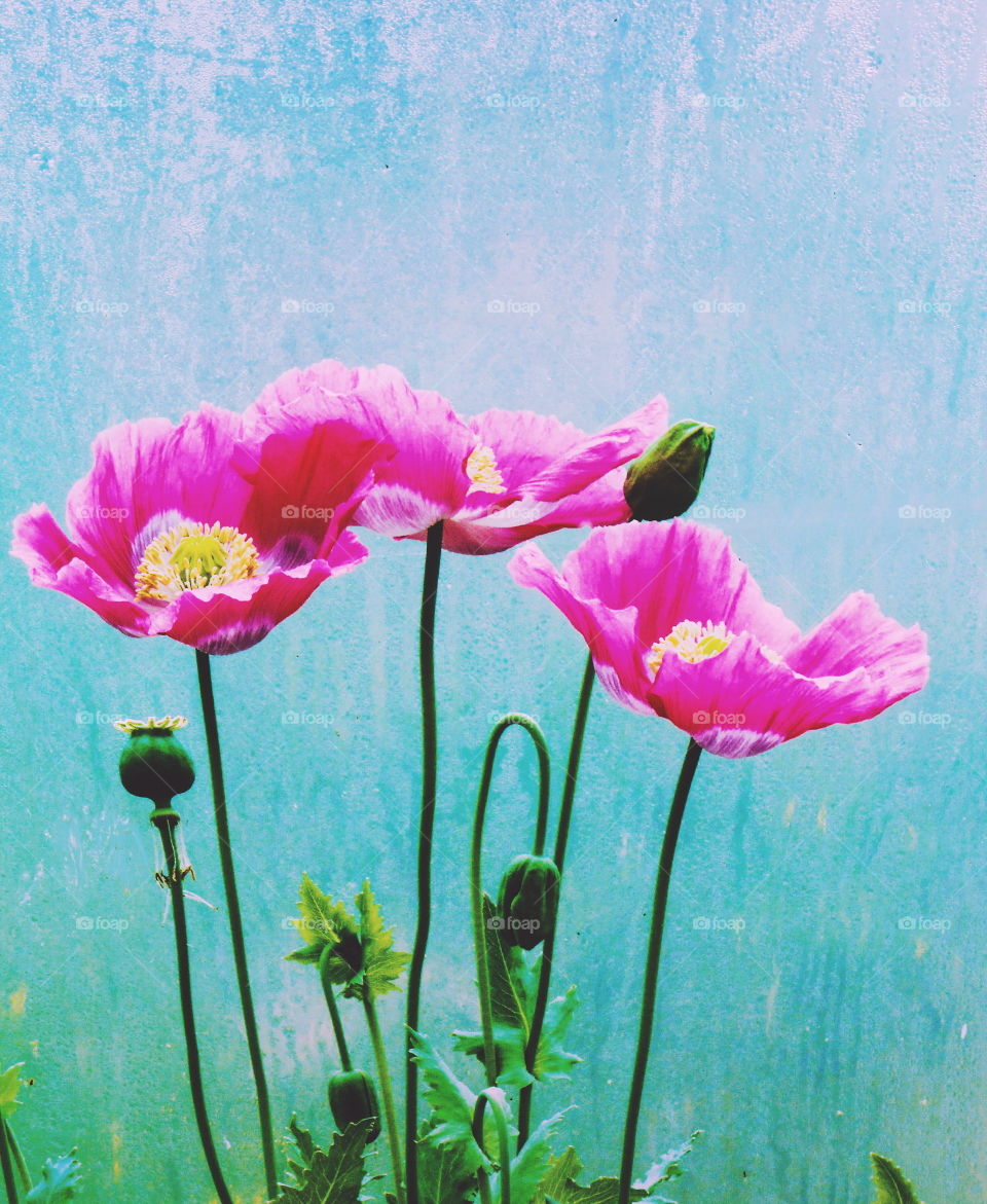 Pink poppies with tourquise background with watet drops in a polytunnel