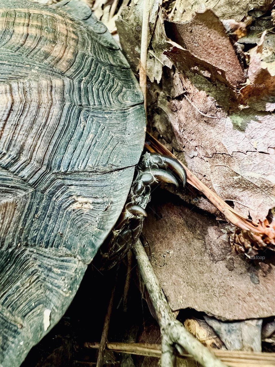 Closeup detail of the shell and claw of an Eastern box turtle. Found in the woods of southeastern US.