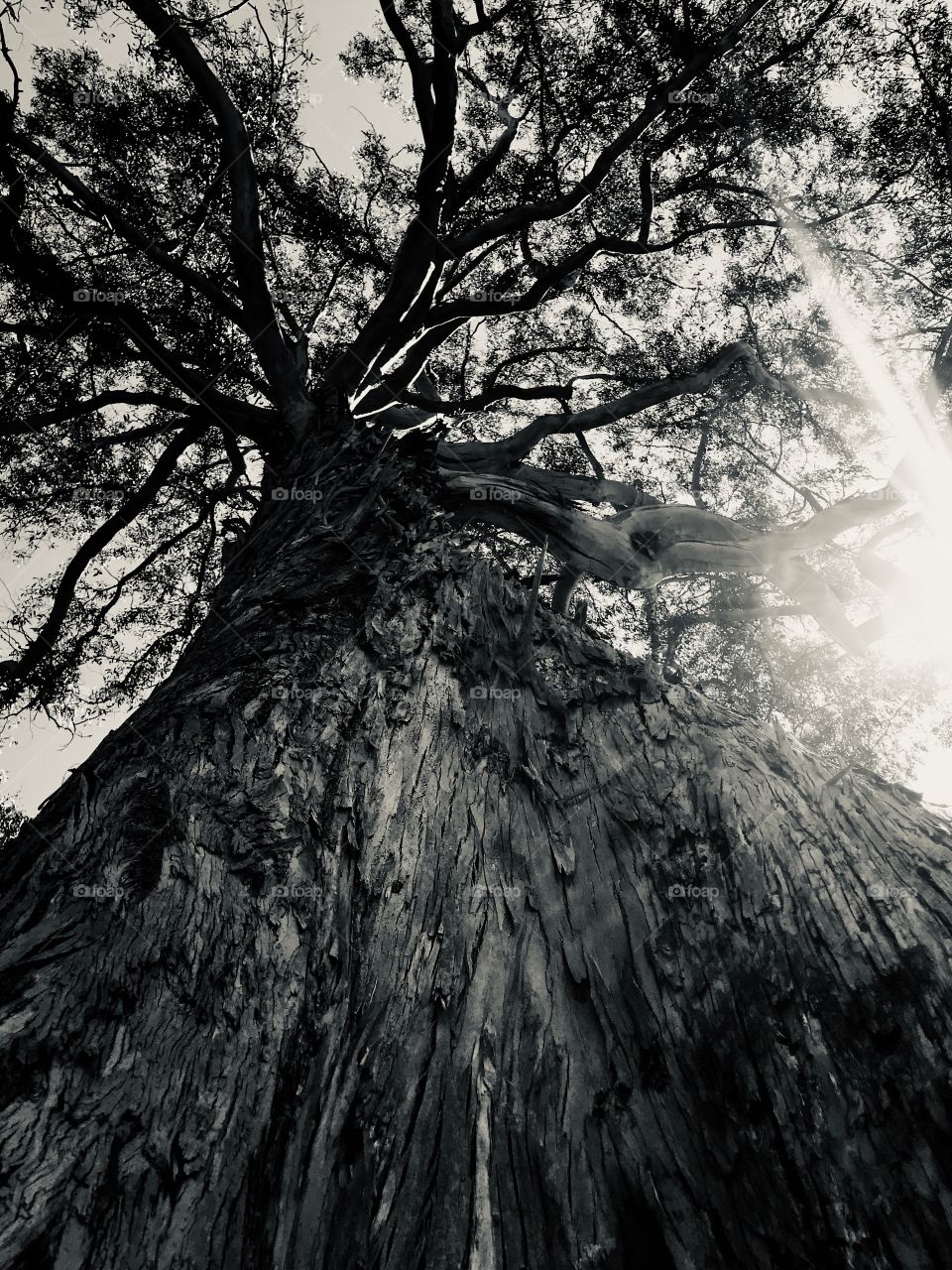 BW of a tall Eucalyptus tree