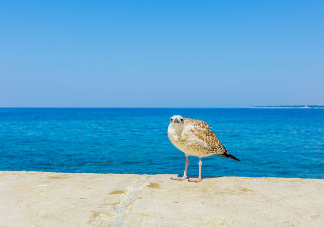 White bird near the sea