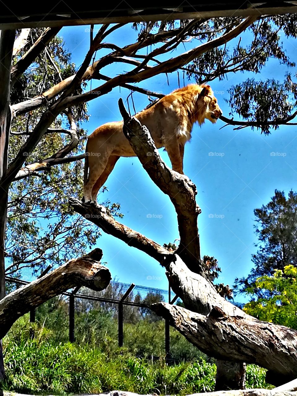 It's better to be a lion for a day than a sheep all your life.