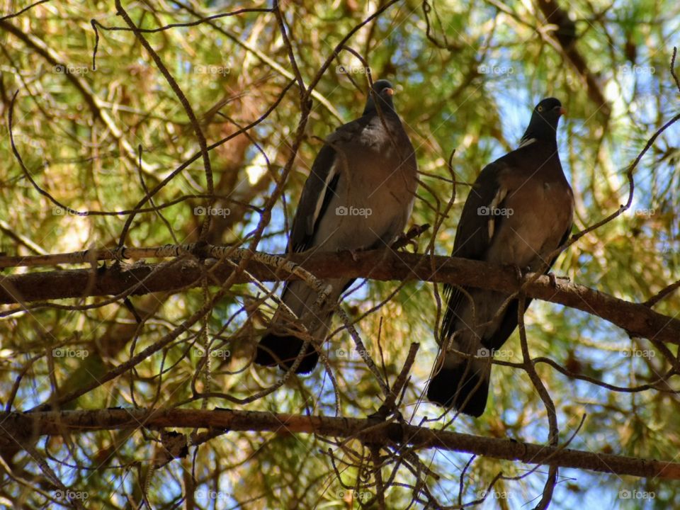 two pigeons in nature