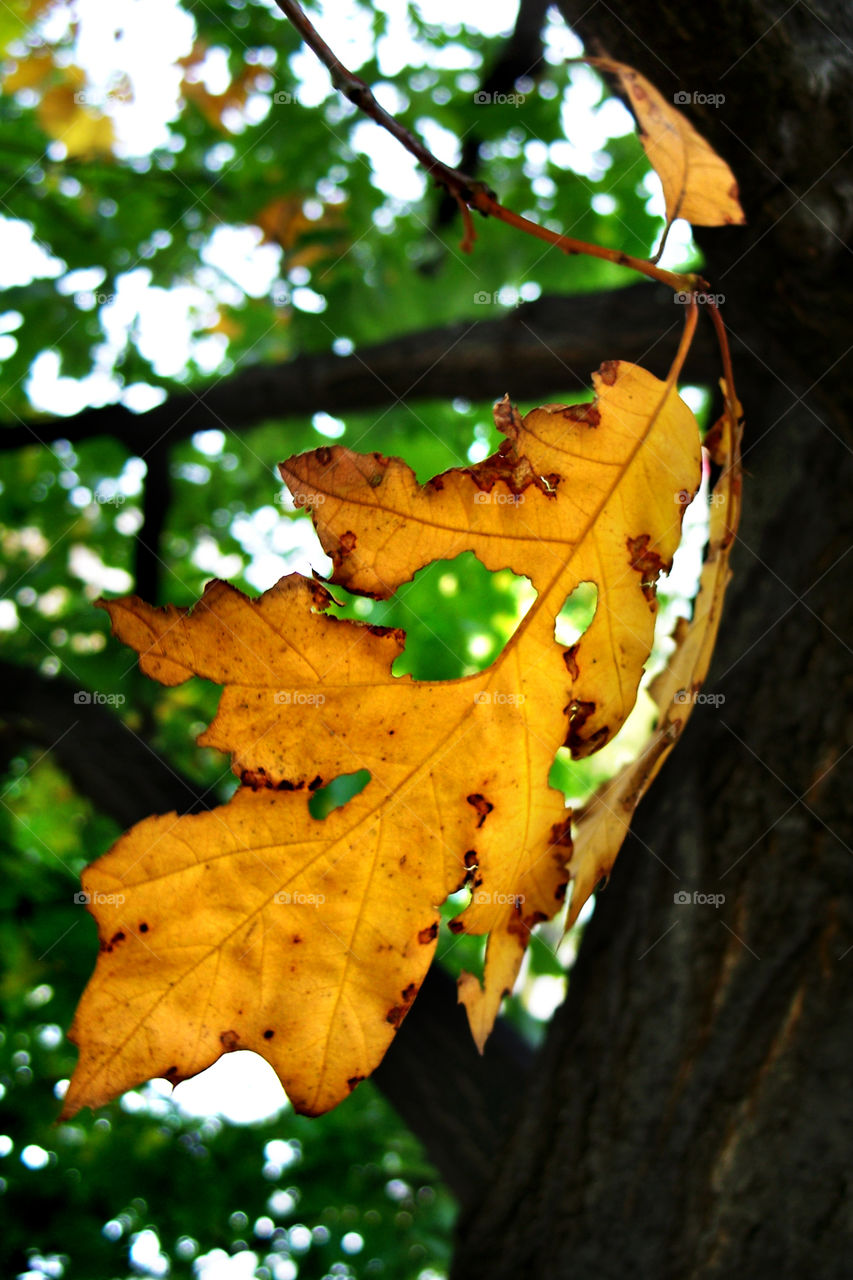 A leaf hanging by a thread.