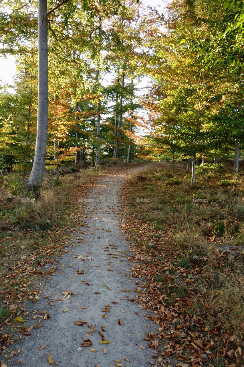 Hiking trails