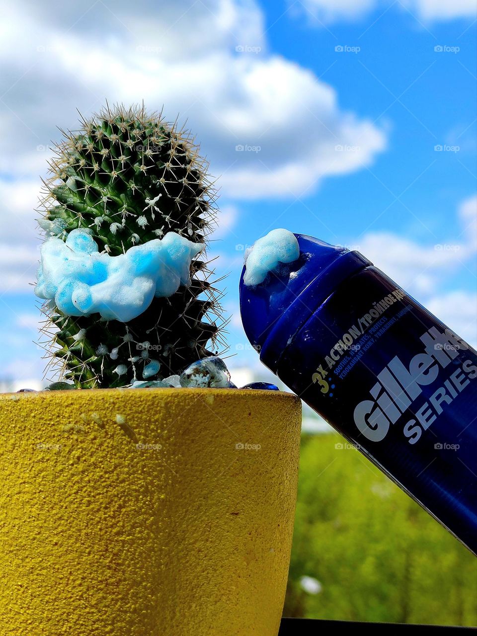 Against the backdrop of a blue sky with white clouds and green trees stands a pot with a green prickly cactus. Blue shaving gel is applied to the middle of the spines of the cactus. Next to the cactus is a blue spray can with inscription:"Gillette"