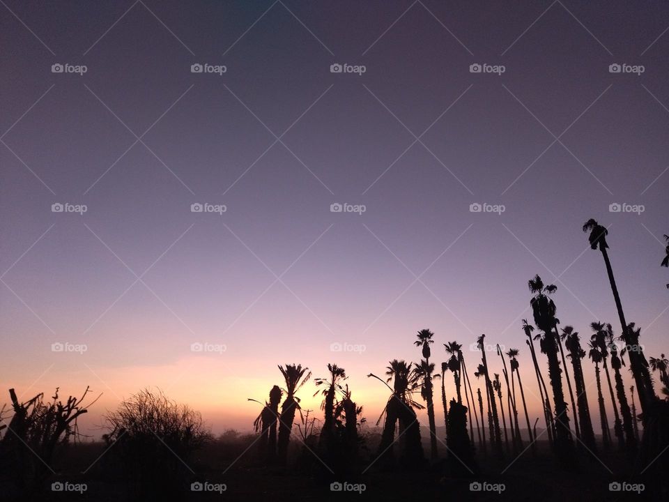 Tree and palms and sunset