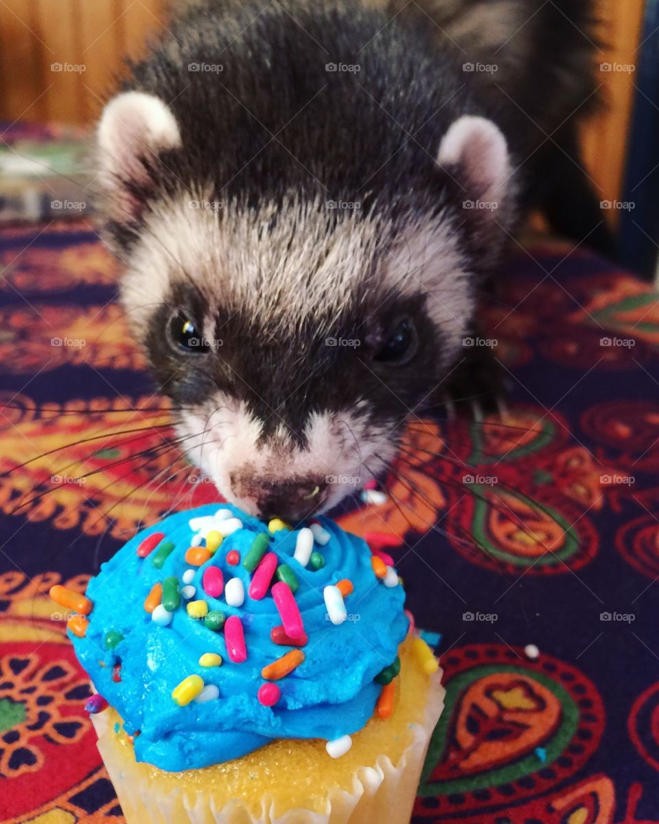 Ferret Birthday 