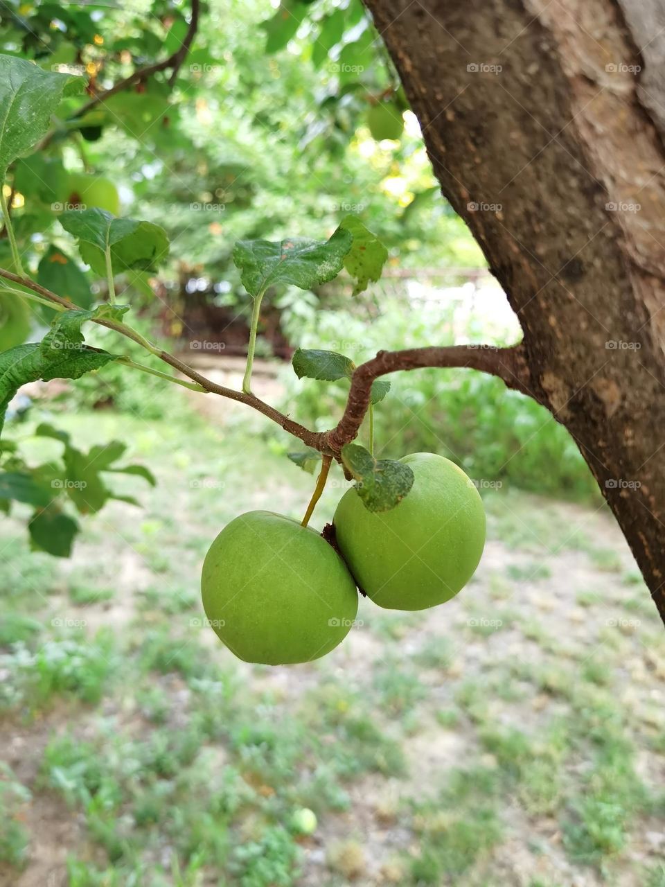 Green Apples