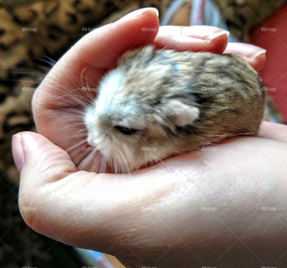 Sleepy Hamster in Hand. Hamster picture proceeds go to the hamster.