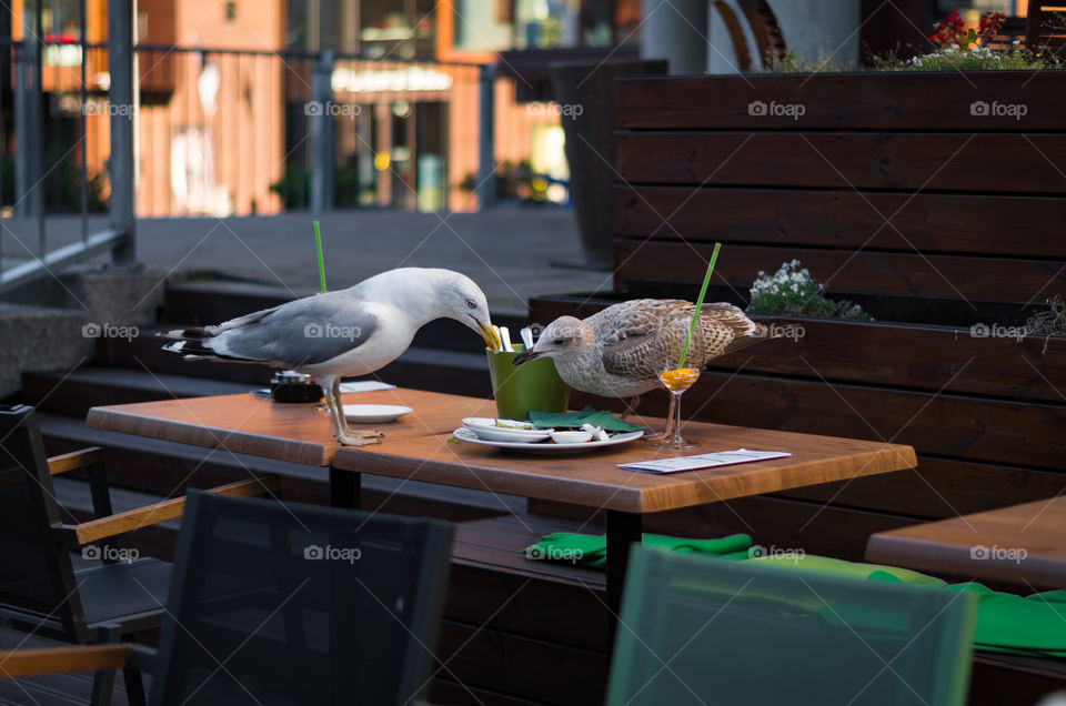 Two seagulls searching for food on a cafe's table outdoors.