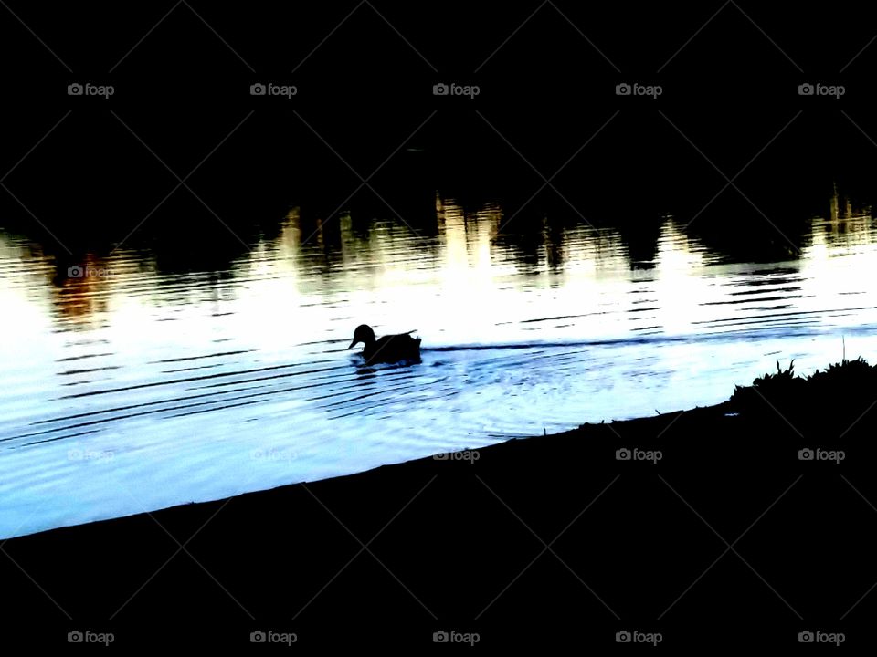 duck on a pond at dusk
