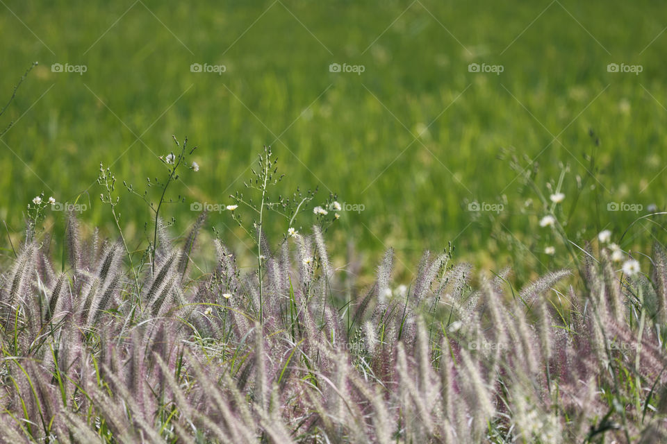 Dogtail grass