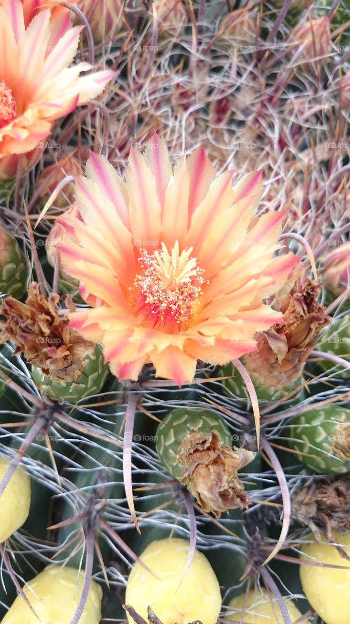 cactus bloom. walking to the store and I found this