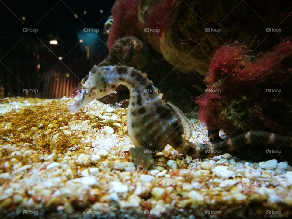 Seahorse