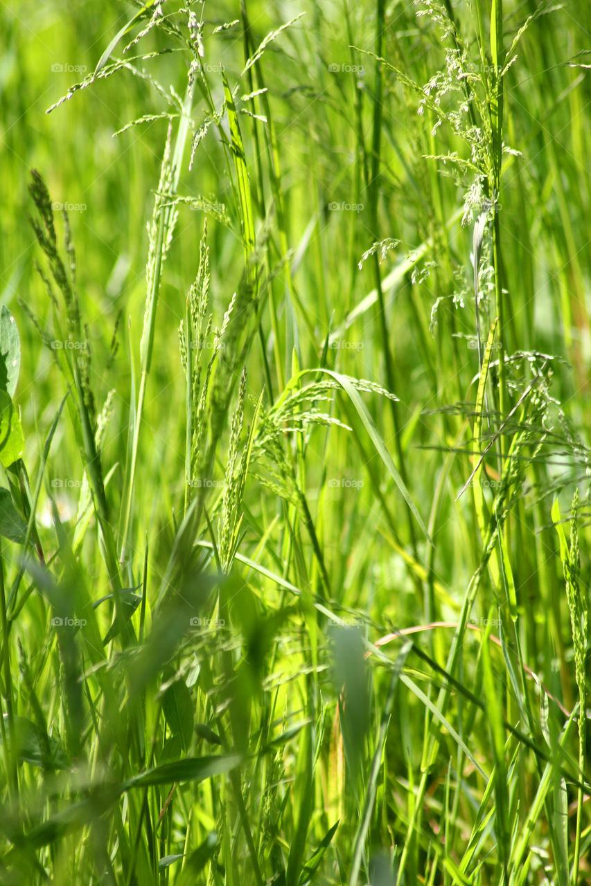 Texture, background, splash, abstraction, grass, lawn