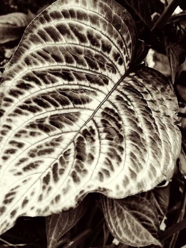 Leaves