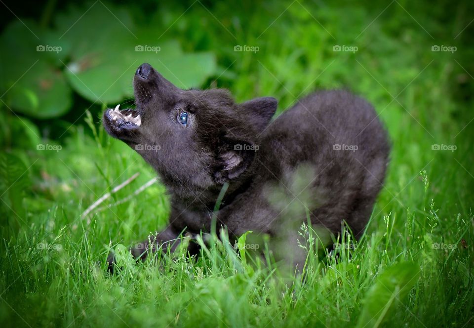 Wolf pup