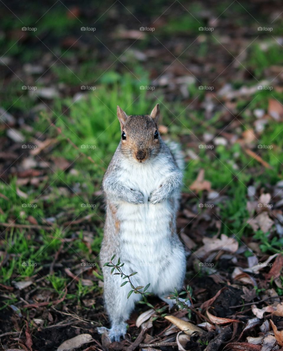A very cute squirrel