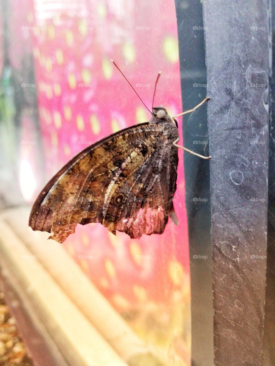 Open your wings and fly