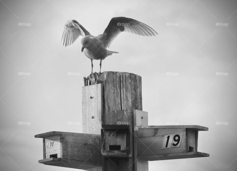 A seagull perches atop an old dock piling that has been converted to birdhouses, Titlow Beach, Washington 