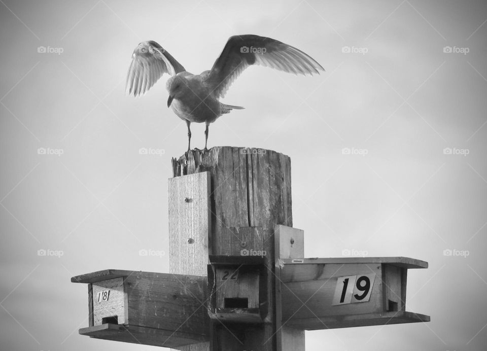 A seagull perches atop an old dock piling that has been converted to birdhouses, Titlow Beach, Washington 