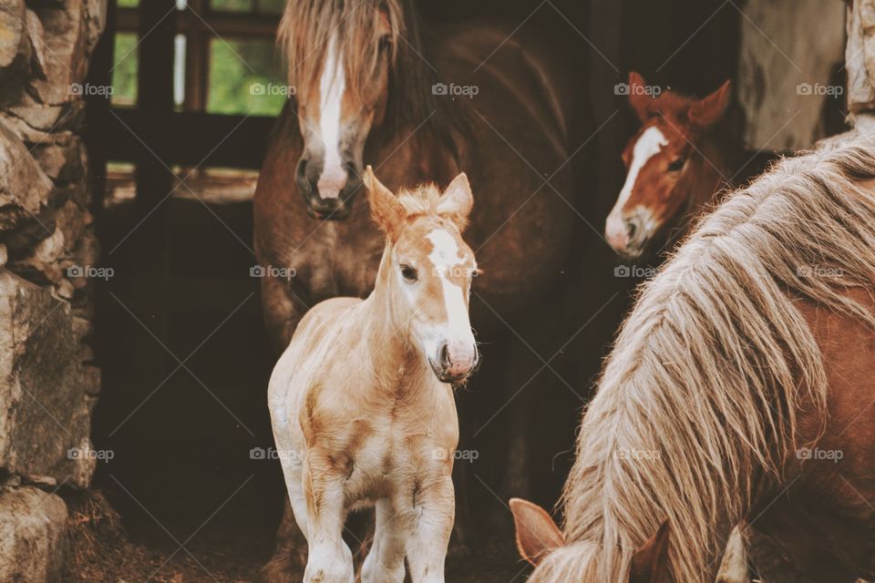 Horses and foals