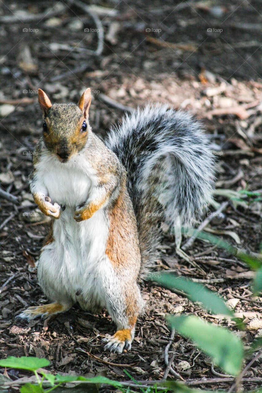 squirrel upright