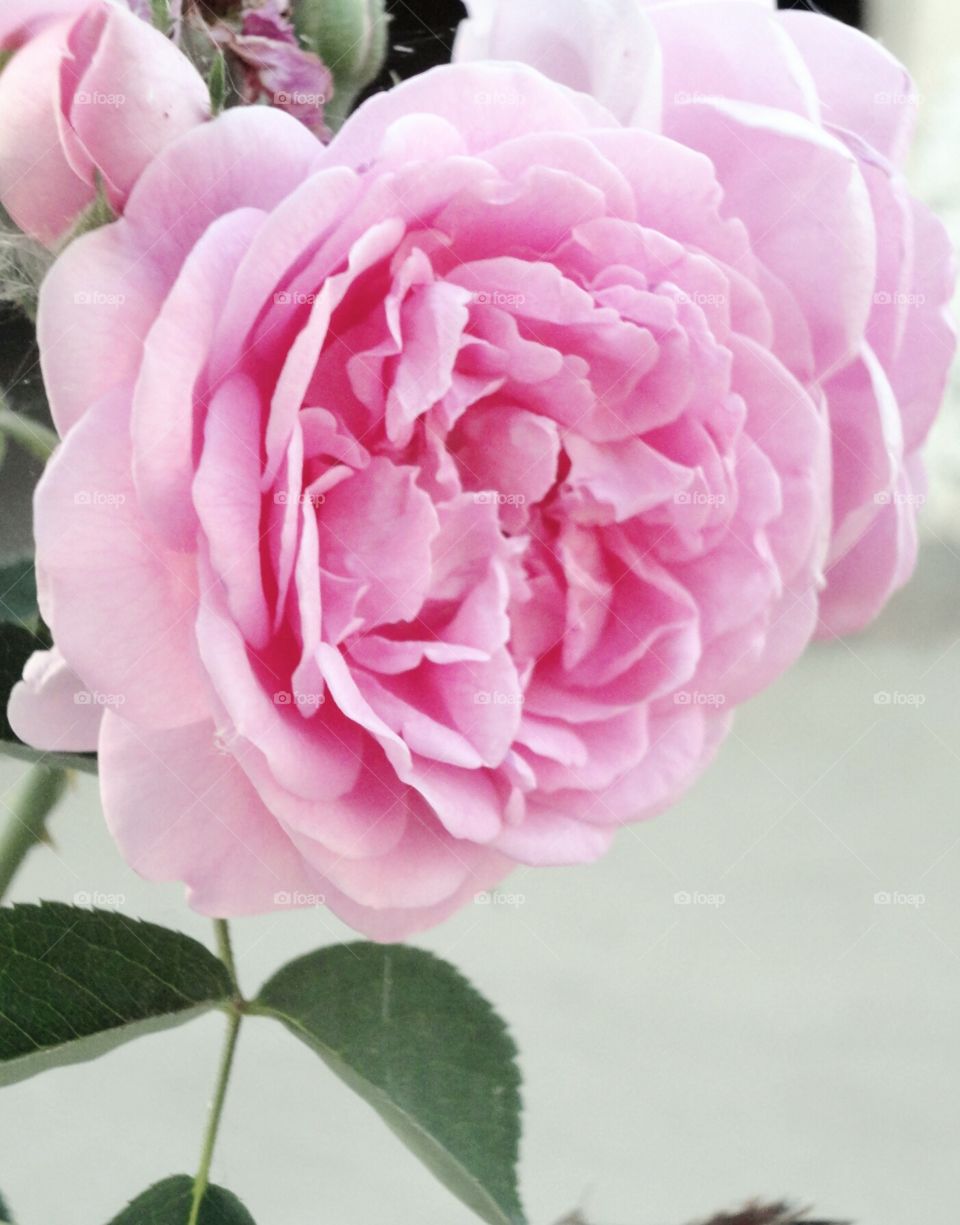 pink rose. feel nature beauty