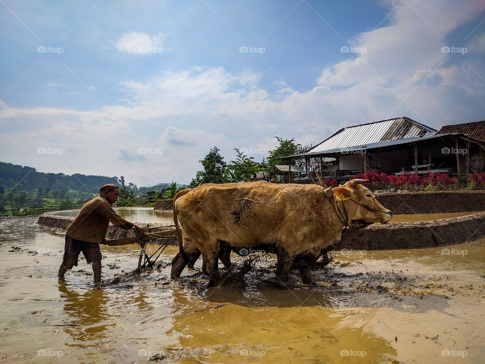 plowing the fields using cows. I took this photo using a Xiaomi camera
