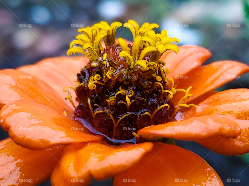 Close up of a beautiful vibrant orange wet zinnia flower on a rainy day holding a bit of water around the center.