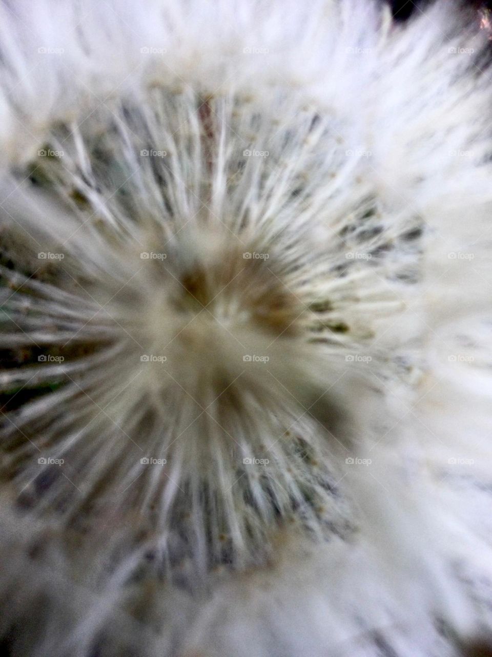 Nature, flower. Diente de león 