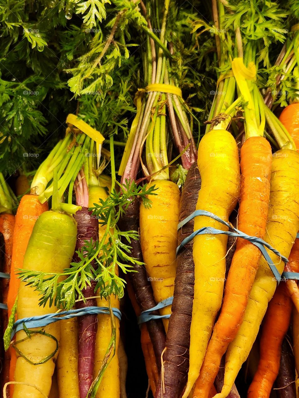 colorful bunches of bright fresh raw carrots with stems for sale in an Oregon market