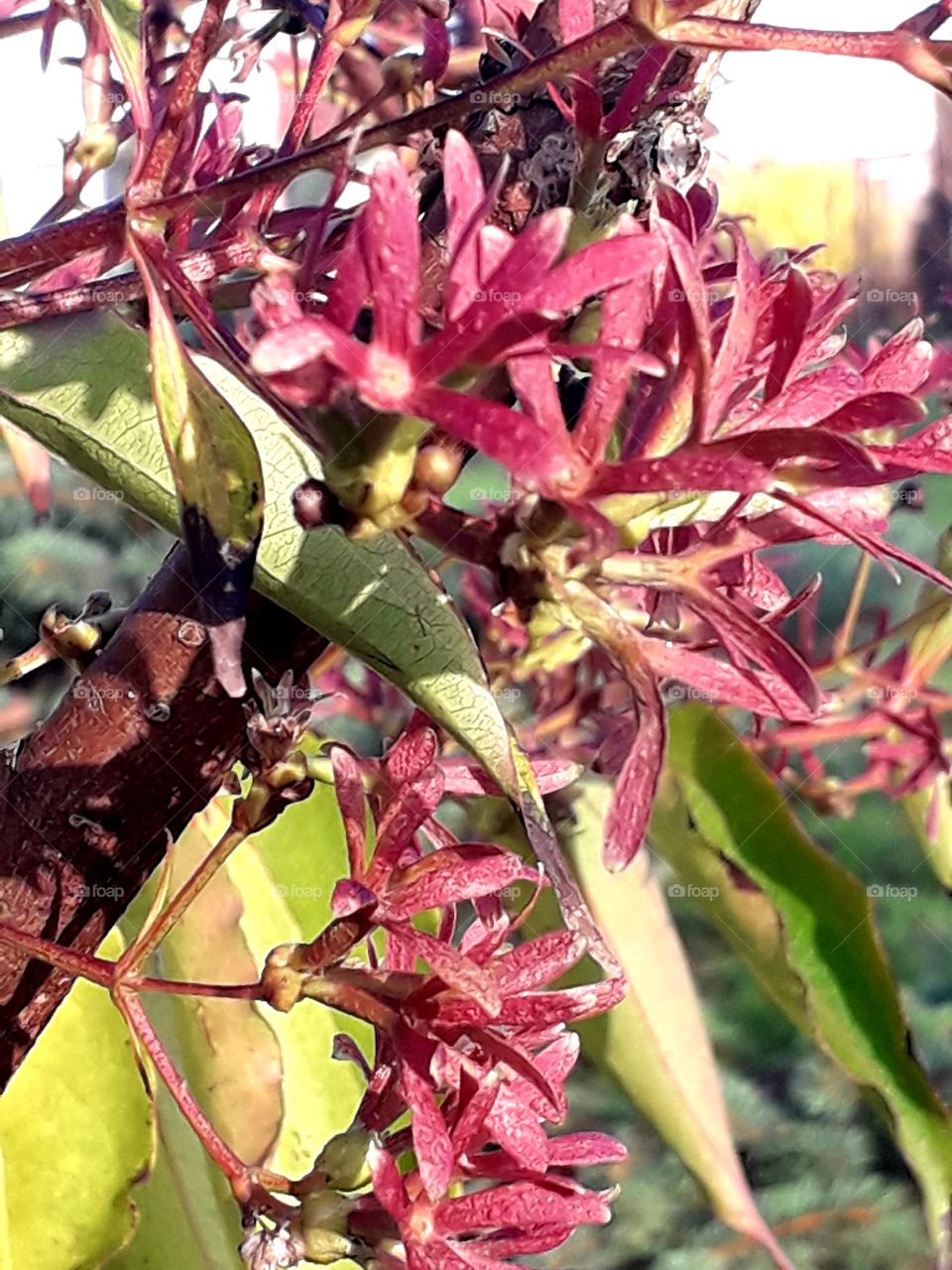 red seed supports in sunny autumn day