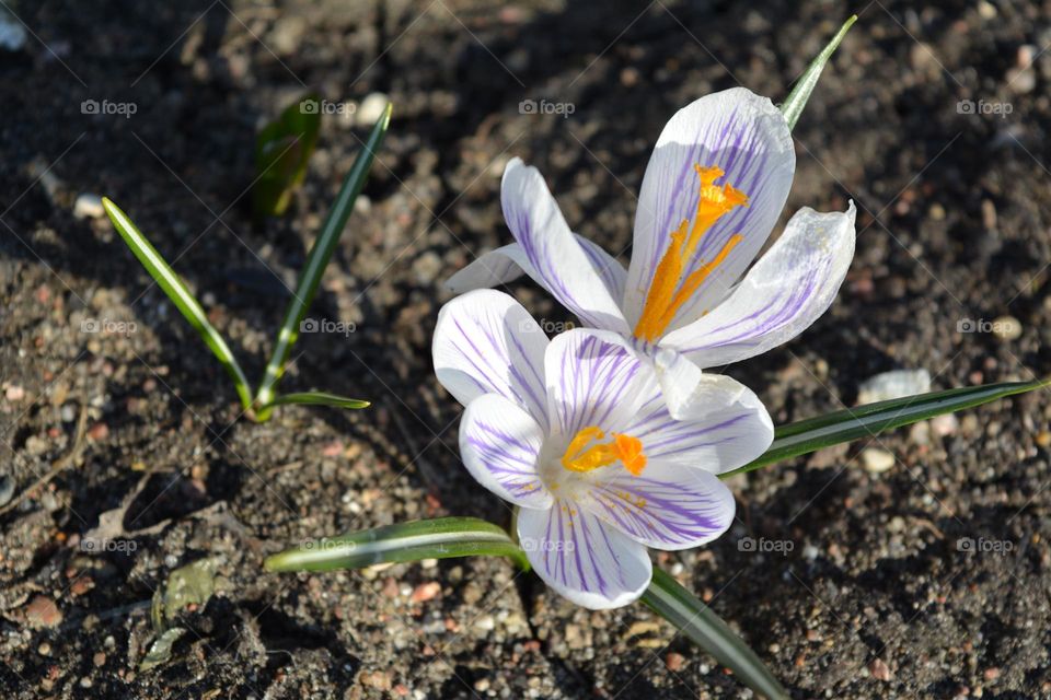 beautiful flowers lavender colour